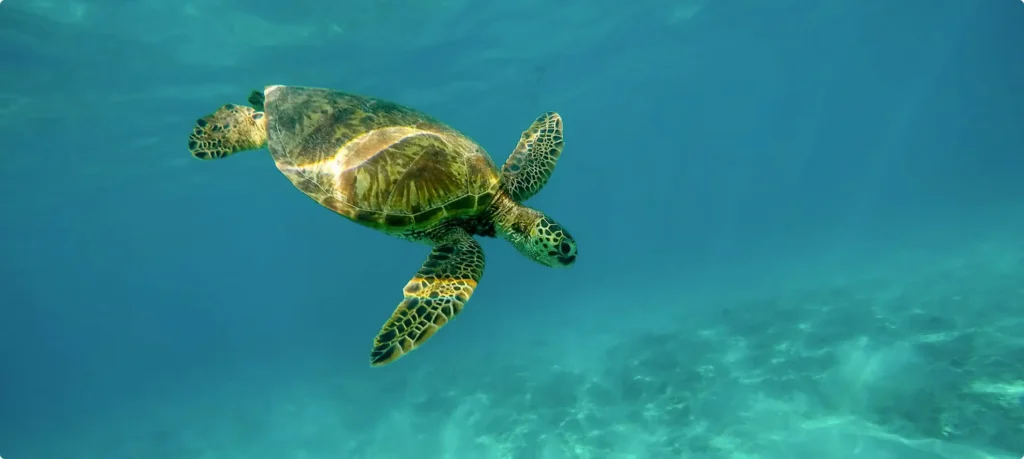 A sea turtle swimming gracefully through clear, sunlit blue ocean water above a sandy seabed.